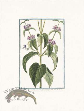 Bonelli 217 Phlomis Taurica, Sage